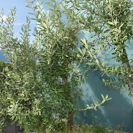 Appartement Orizia By Interhome Locarno